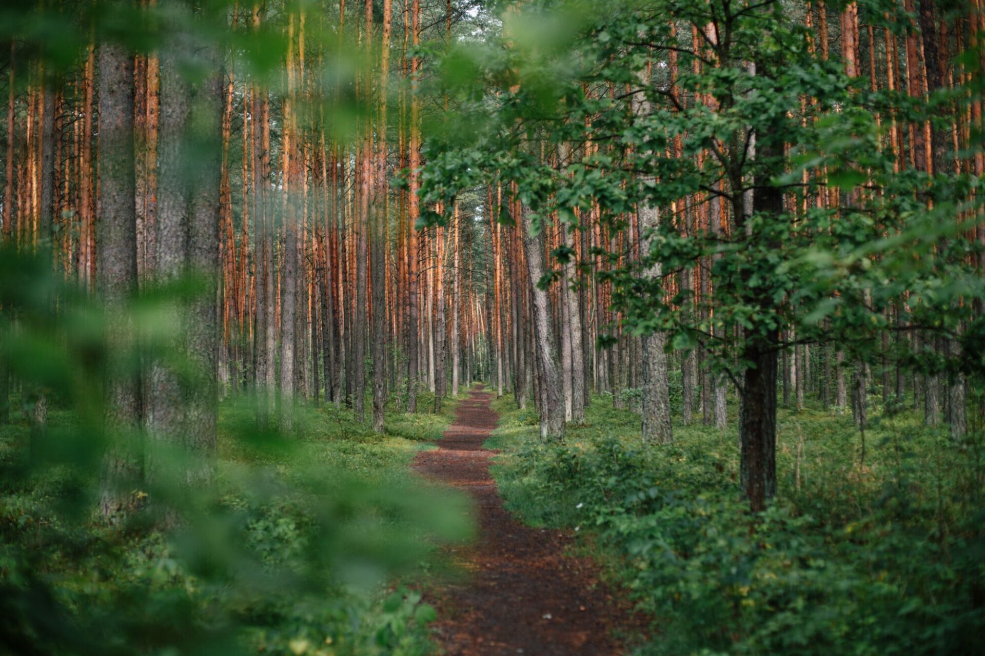 Forêt